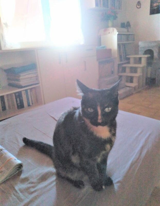 Alerte animal
