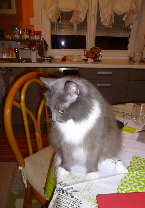 Alerte animal