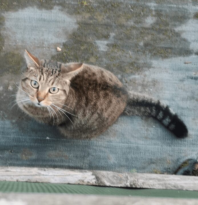 Alerte animal