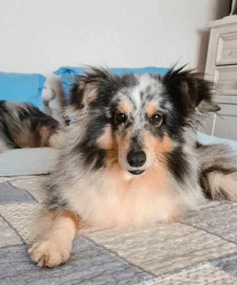 Alerte animal