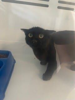 Alerte animal