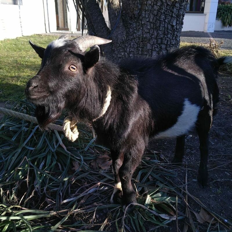 Alerte animal