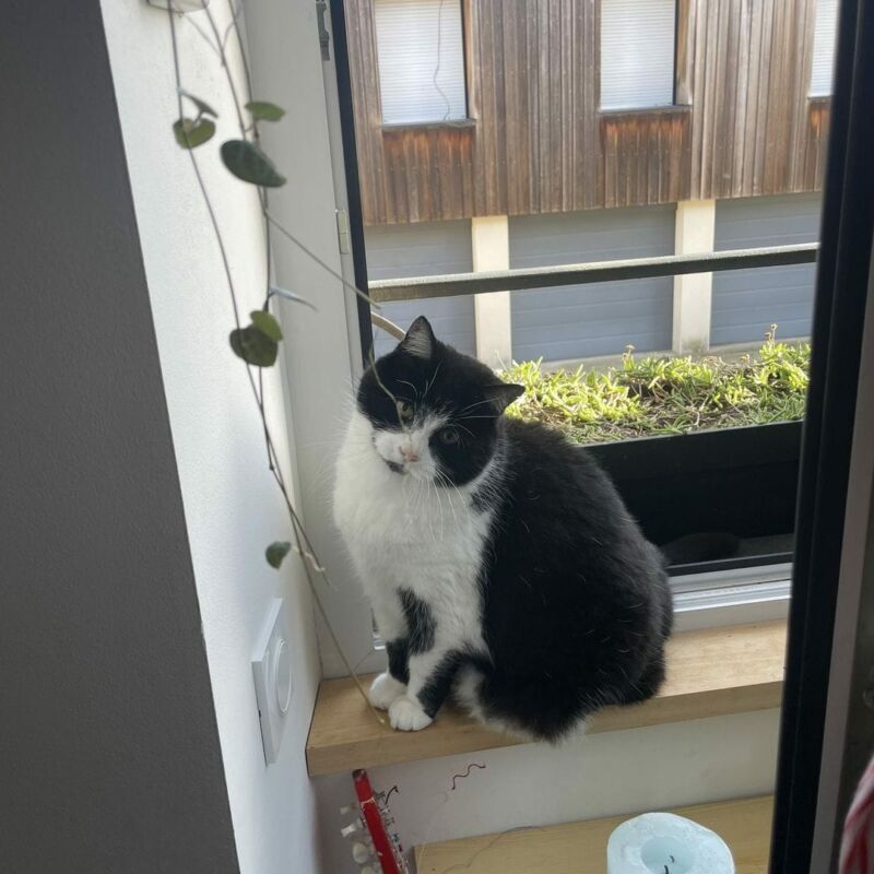 Alerte animal