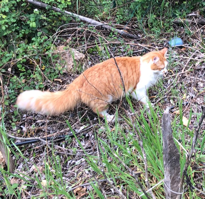 Alerte animal