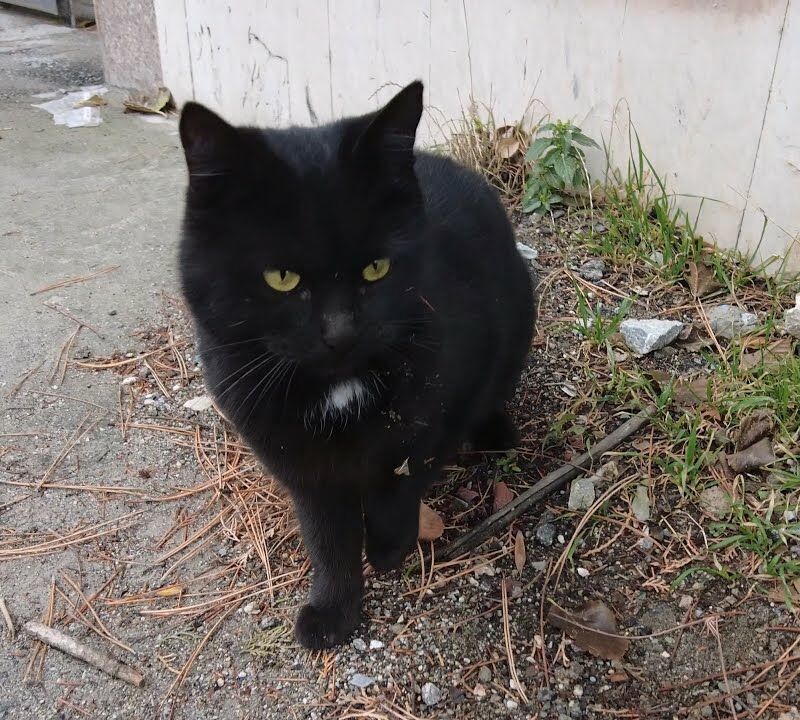 Alerte animal