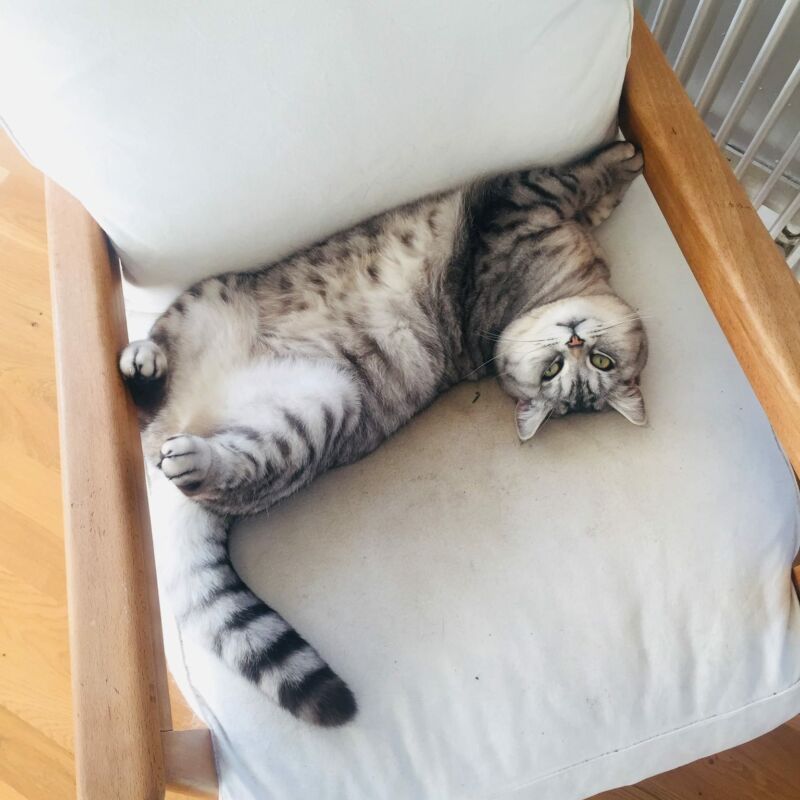 Alerte animal