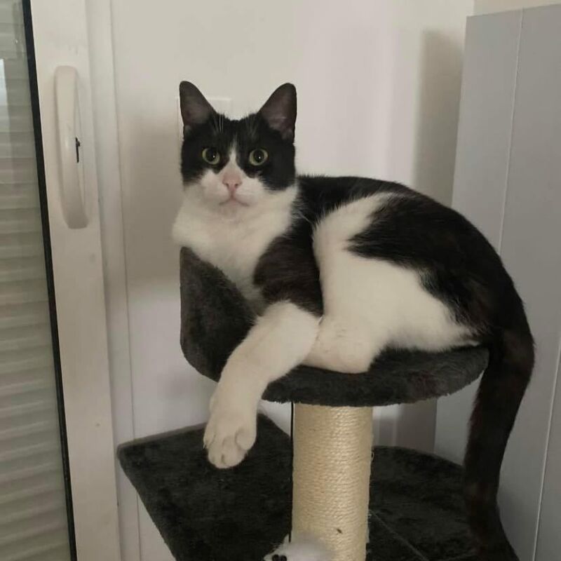 Alerte animal