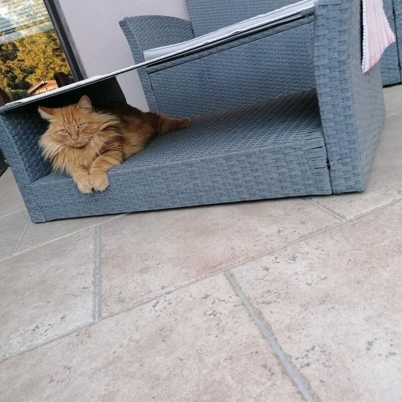 Alerte animal