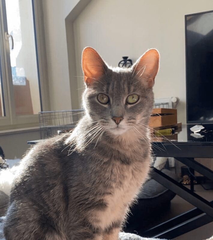 Alerte animal
