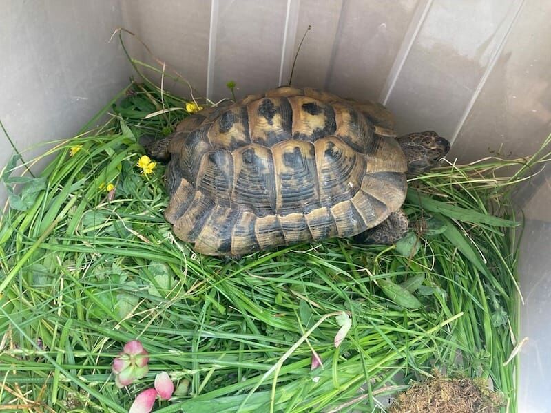 Alerte animal