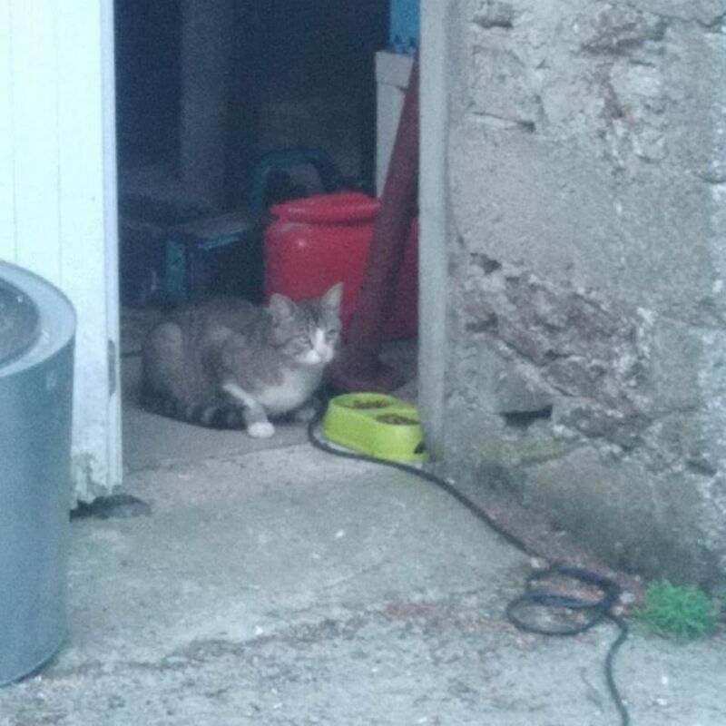 Alerte animal