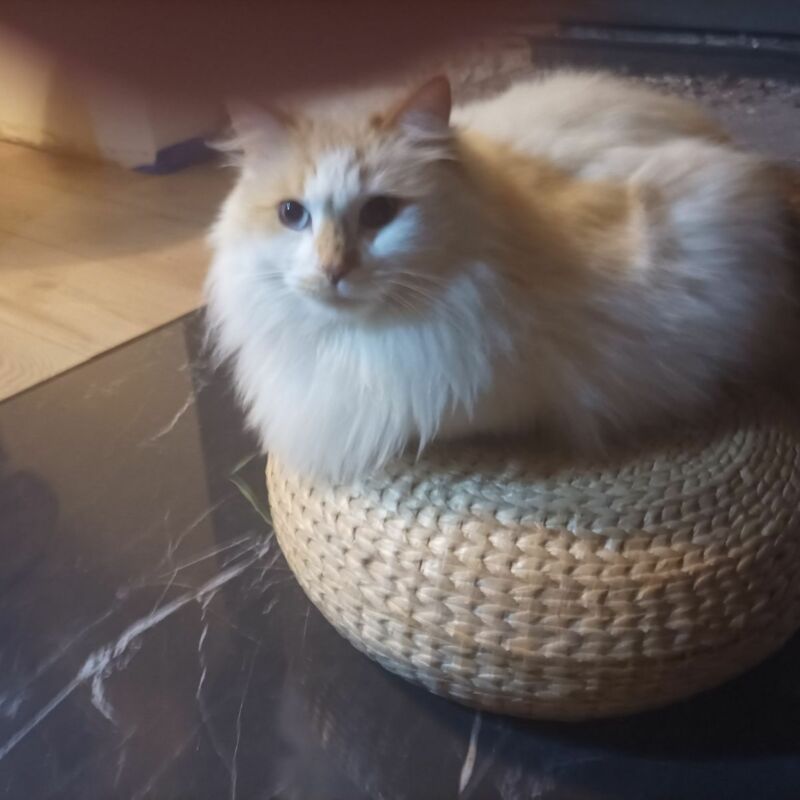 Alerte animal