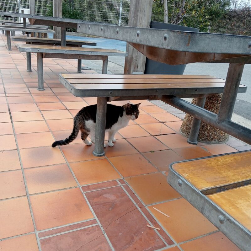 Alerte animal