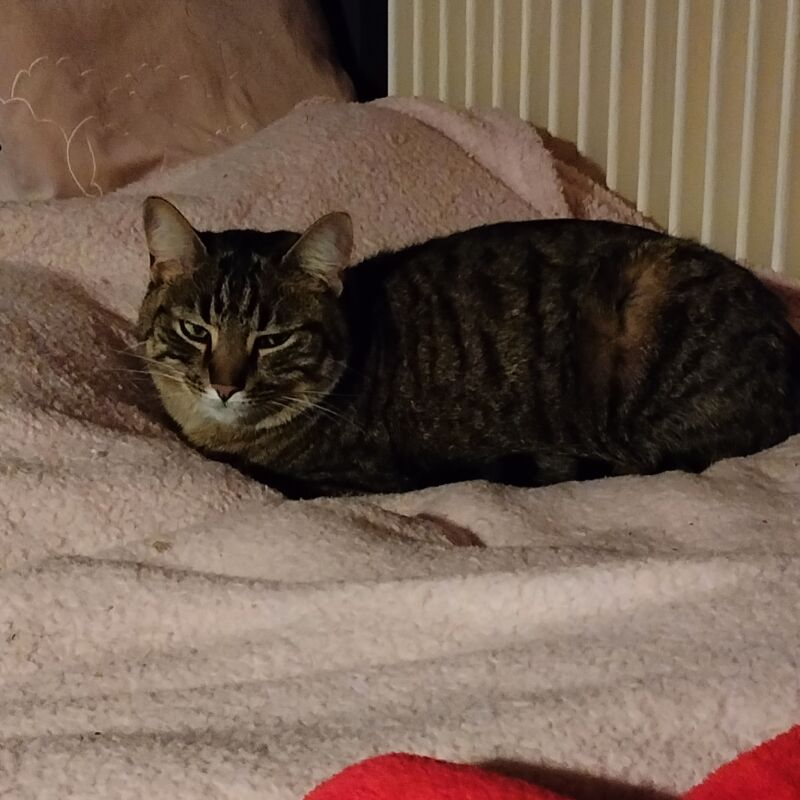 Alerte animal