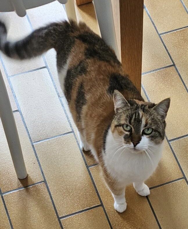 Alerte animal