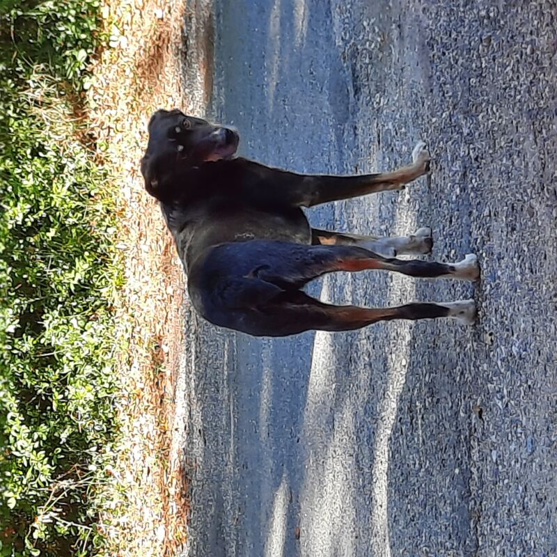 Alerte animal