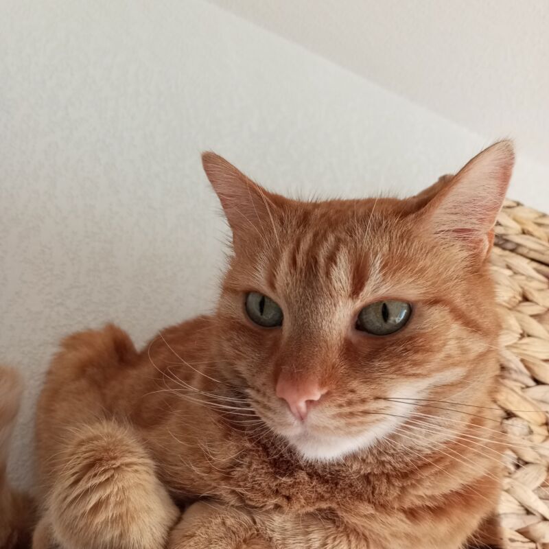 Alerte animal