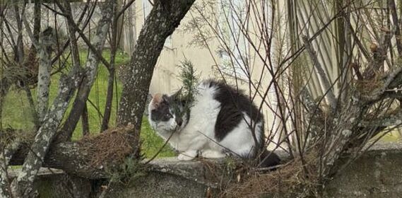 Alerte animal