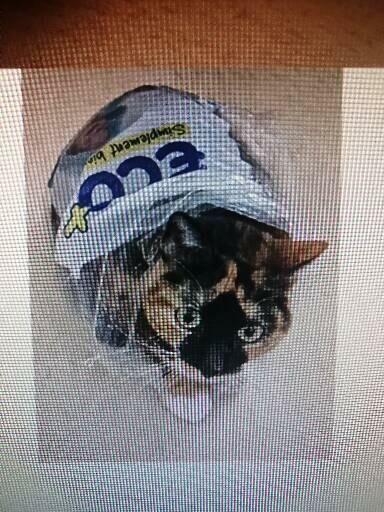 Alerte animal