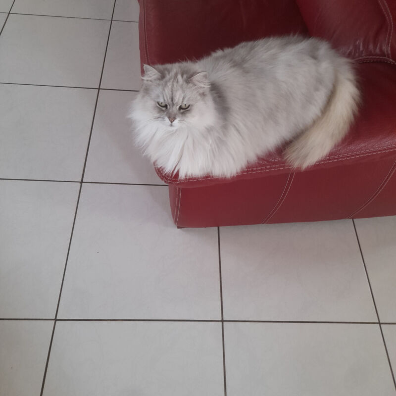 Alerte animal