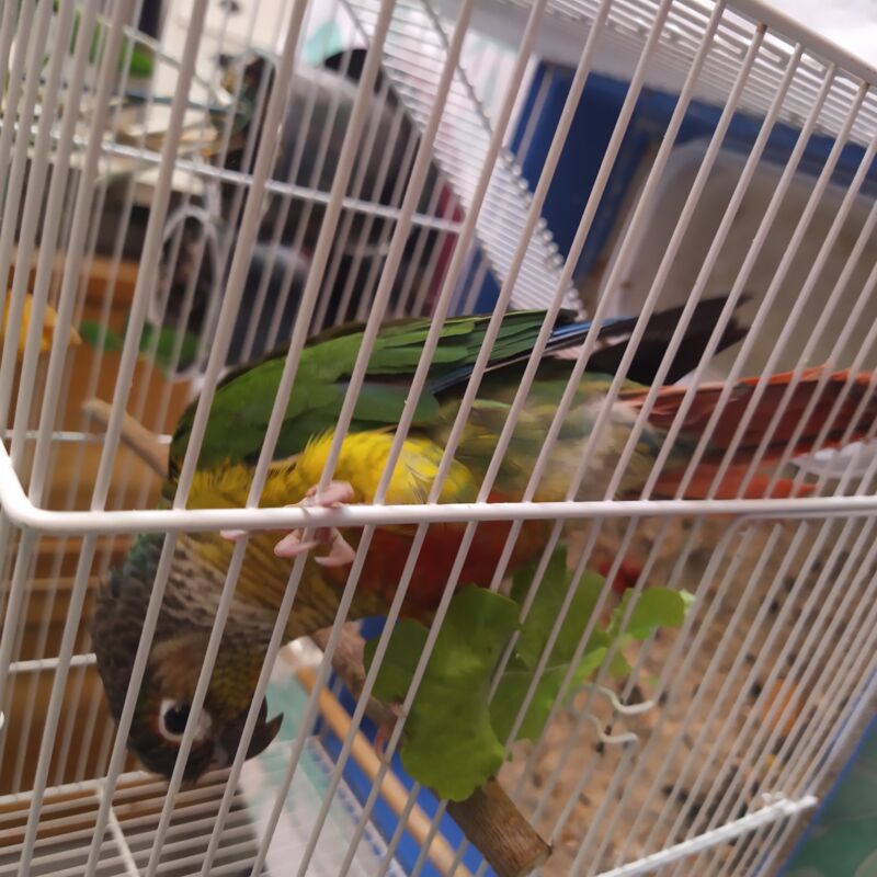Alerte animal
