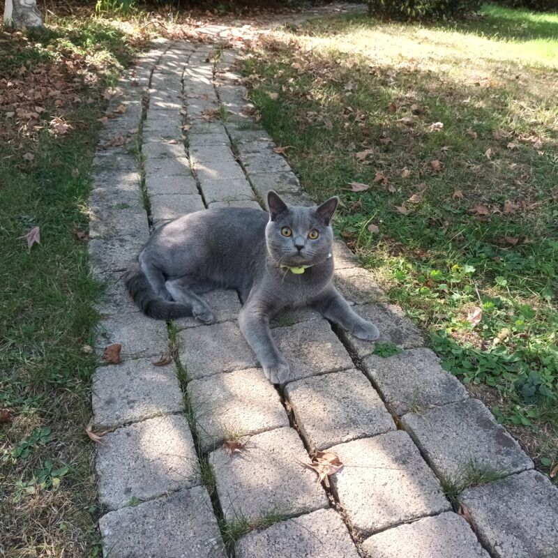 Alerte animal