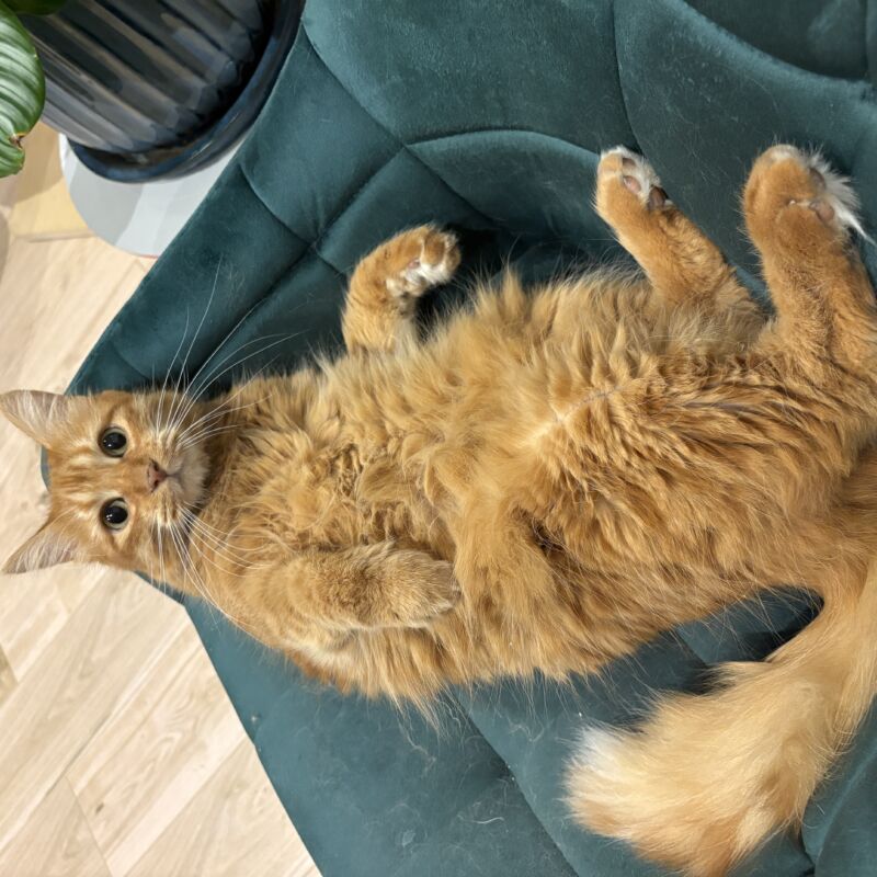 Alerte animal
