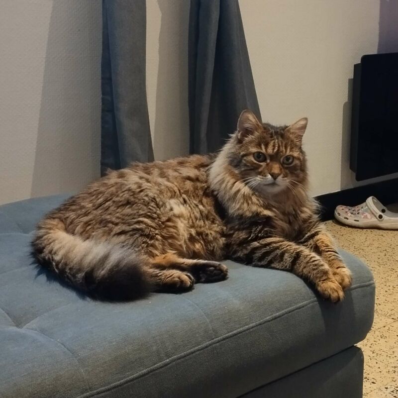 Alerte animal