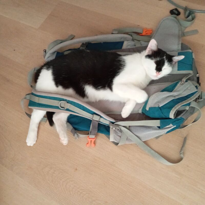 Alerte animal